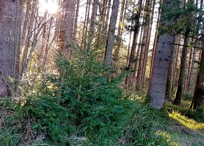 Les Lololange * 제라르메르